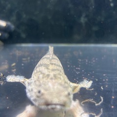 熱帯魚の画像