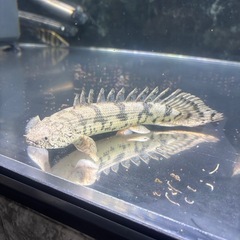 熱帯魚の画像