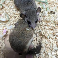 アフリカヤマネ