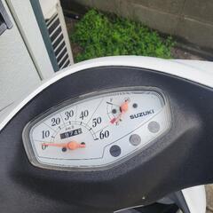 スズキの画像