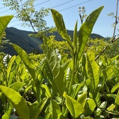 完全無農薬 ばぁばのお山の大抜茶