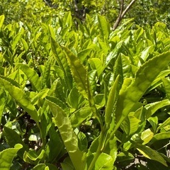 完全無農薬 ばぁばのお山の大抜茶の画像
