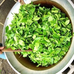 完全無農薬 ばぁばのお山の大抜茶の画像
