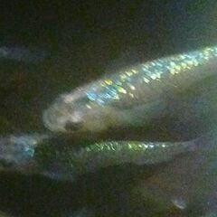 改良メダカ 生きてる宝石ヒミツヘイキ ラメ系 めだか卵20個の画像