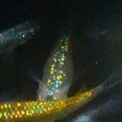 改良メダカ 生きてる宝石ヒミツヘイキ ラメ系 めだか卵20個の画像