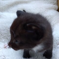4/13生　黒白男の子　里親さん募集します🐈 - 横浜市