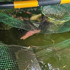 錦鯉（10歳、5匹）の画像