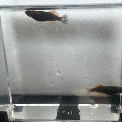 極上 舞華(めだかっこキングダム様直系) 1ペアの画像