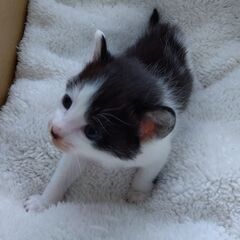 4/13生　白黒男の子①　里親さん募集します🐈