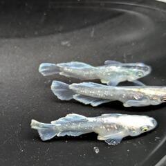垂水系キッシングワイドフィン亜種光体型画像個体全て①の画像