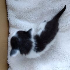 4/13生　白黒男の子②　里親さん募集します🐈（お話し中） - 猫
