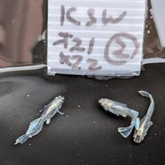 垂水系キッシングワイドフィン亜種光体型②画像個体全ての画像