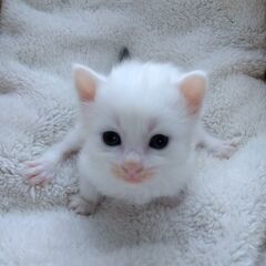 4/13生　白グレー男の子　里親さん募集します🐈