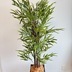 ランキングキーワードに紐づく投稿画像-観葉植物