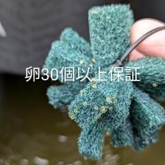 ネプチューン×ヒミツヘイキ有精卵30個以上保証の画像