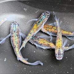 ネプチューン×ヒミツヘイキ有精卵30個以上保証の画像