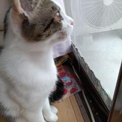 【急募】7ヶ月オス猫