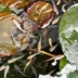 ランキングキーワードに紐づく投稿画像-メダカ