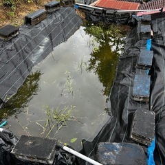 池再生のため、ドブ貝等を頂けないでしょうか？