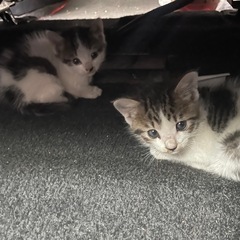 こねこちゃん急募