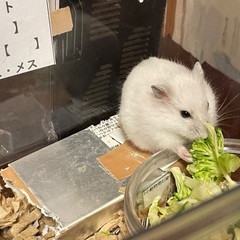 ジャンガリアンハムスター里親募集
