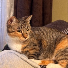 キジトラ猫 2歳オス猫 里親募集します