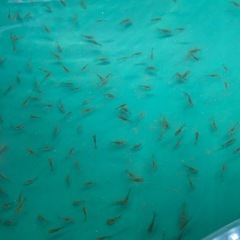金魚 稚魚