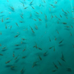 金魚 稚魚の画像
