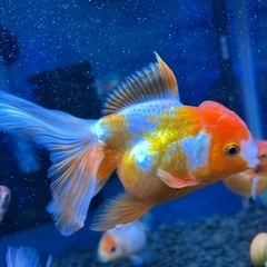 金魚 稚魚の画像