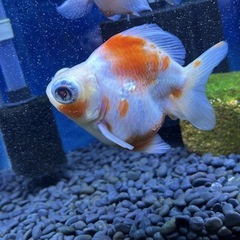 金魚 稚魚の画像