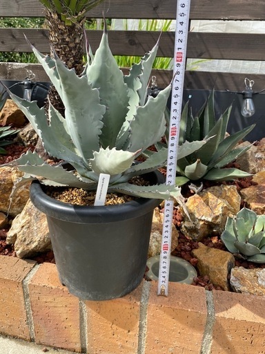 アガベ　テマカプリネンシス