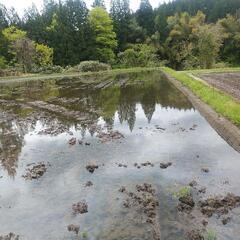 栃尾上塩産コシヒカリ玄米30㎏の画像