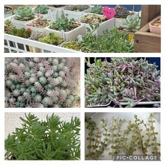 多肉植物.セダム系等