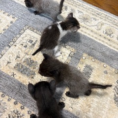 可愛い子猫達🐈🐈‍⬛