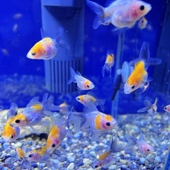 金魚 5匹の画像