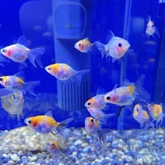 金魚 5匹の画像