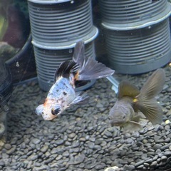 金魚 5匹の画像