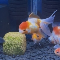 金魚 5匹の画像