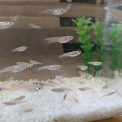 メダカの卵
