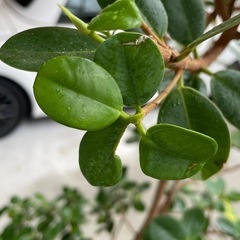 希少】パンダガジュマル