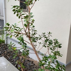【希少】パンダガジュマル