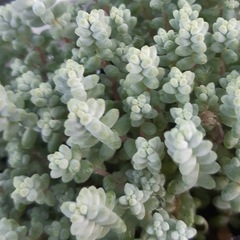 多肉植物.セダム系等の画像