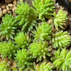 多肉植物.セダム系等の画像