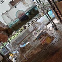ハムスターハウス