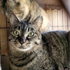 急募・ずっとケージ生活の猫ちゃん達 - 小美玉市
