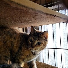 急募・ずっとケージ生活の猫ちゃん達 - 猫