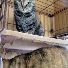 急募・ずっとケージ生活の猫ちゃん達