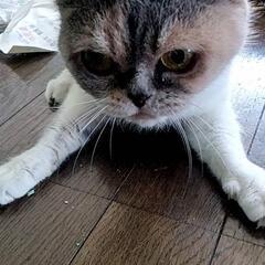 猫ちゃん