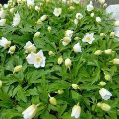 イチリンソウ　ガーデニング　宿根草　白花の画像