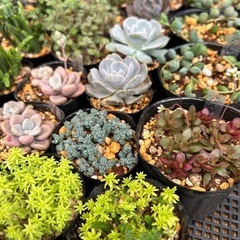 多肉植物　セダム　エケベリアの画像